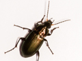 Poecilus cupreus